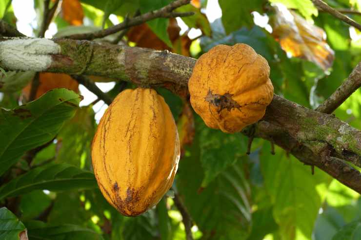 Pianta del cacao