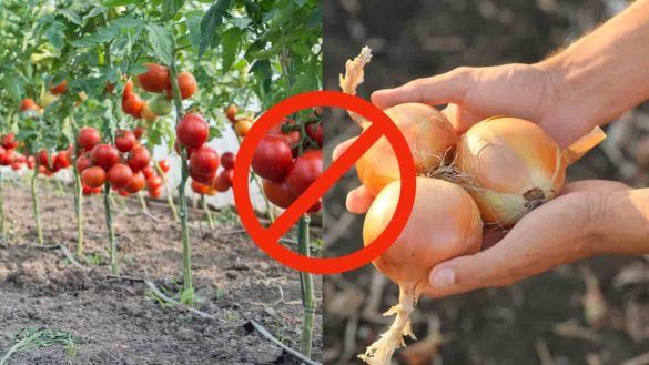 Pomodori e cipolle
