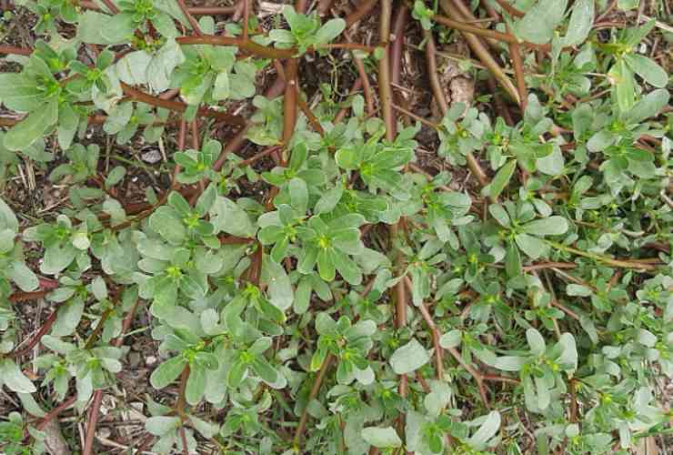 Portulaca