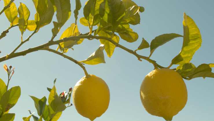 Quando raccogliere i limoni