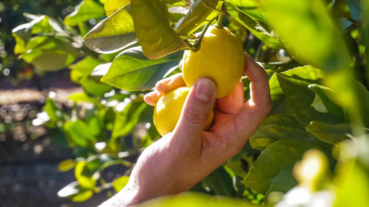 Perché è importante piegare i rami degli alberi da frutto