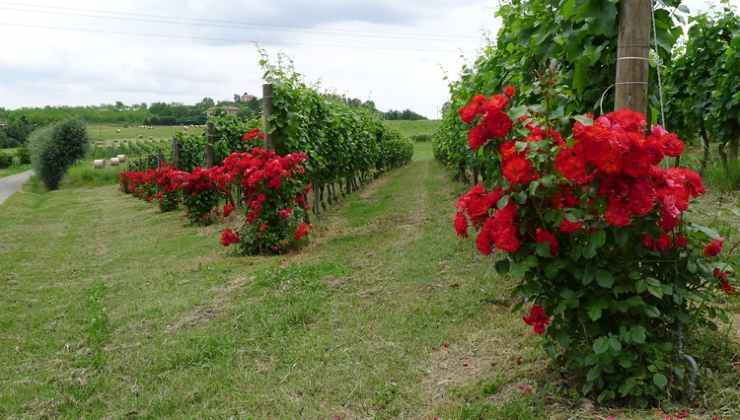 Rose nei vecchi vigneti, scoperto il motivo 