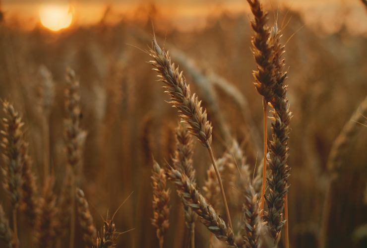 Un campo di grano