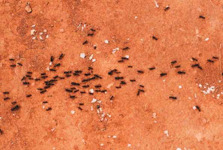 Una colonia di formiche