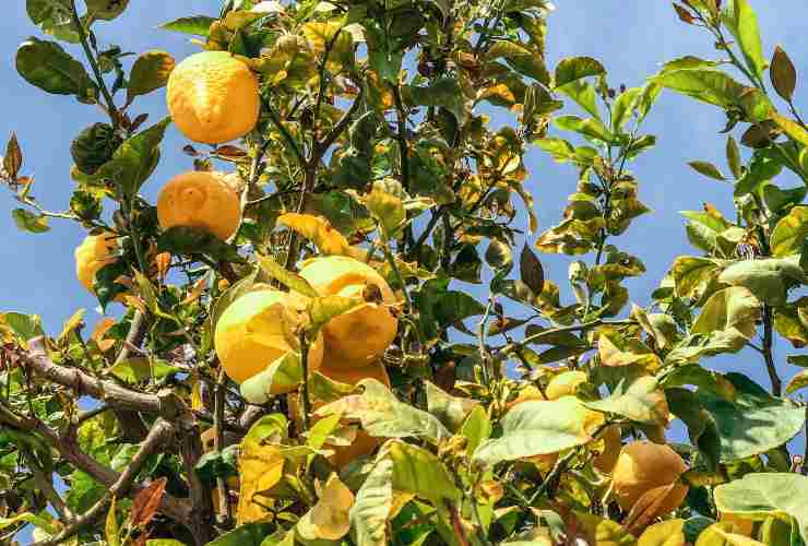 Una pianta di limone