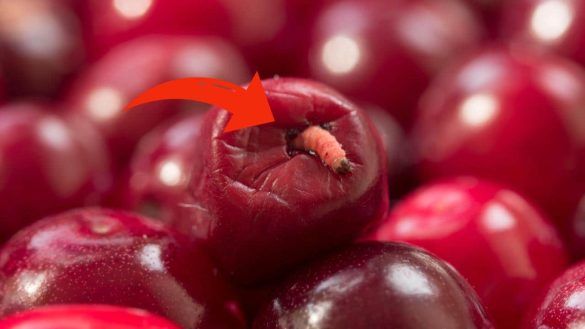 Verme in una ciliegia