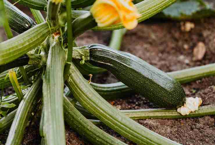 Zucchine