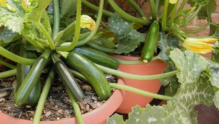 Zucchine coltivate in vaso