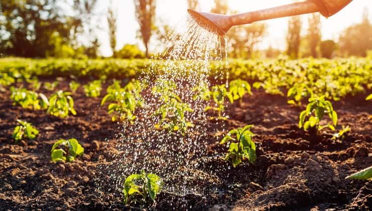 Acqua e vino rosso sulle piante