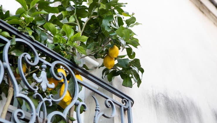 Albero di limone sul balcone