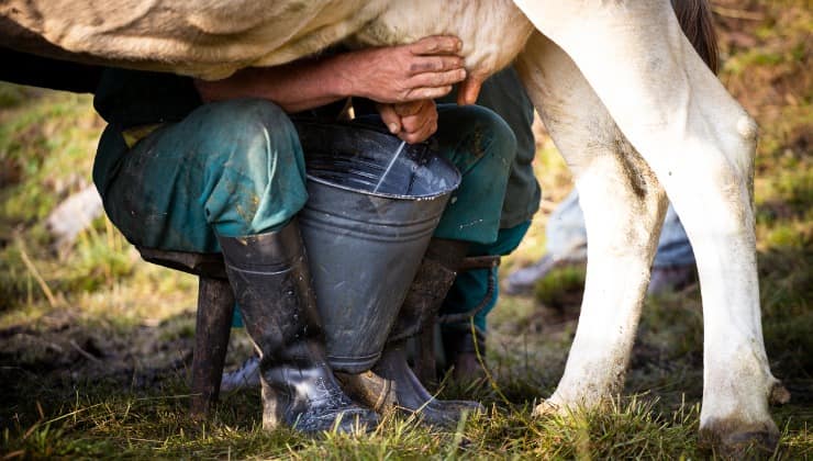 Alcuni formaggi hanno i buchi, mungitura