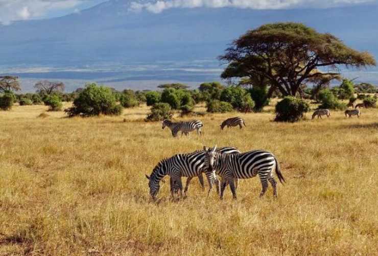 animali in Africa