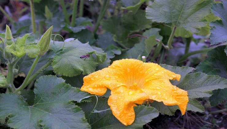 Annaffiare piante di zucchine