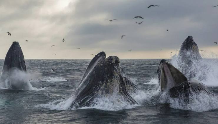 Inquadra il mare, ma improvvisamente sbucano loro