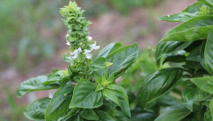 Fiori di basilico