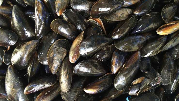 Cozze sporche