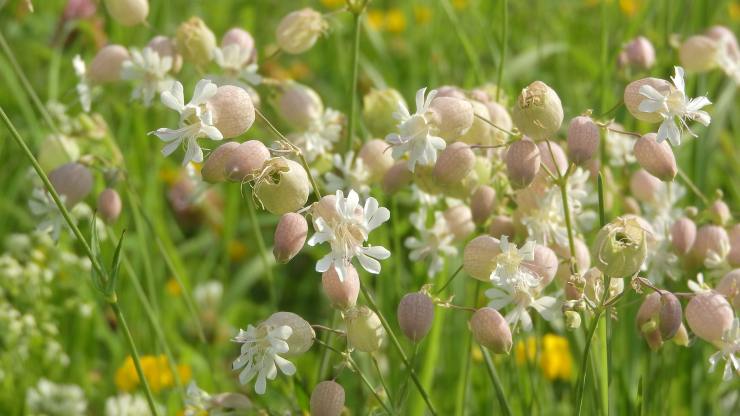 Silene Vulgaris