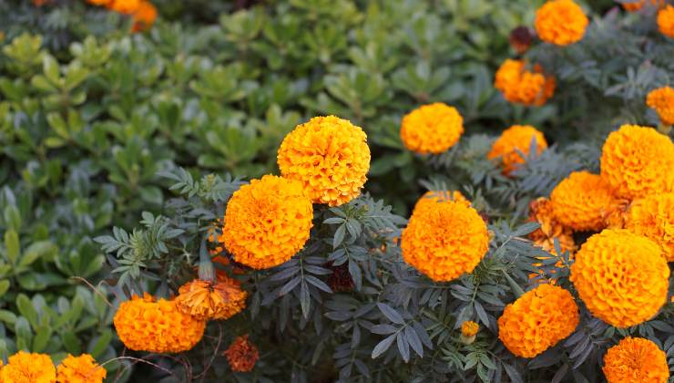 Fiori di calendula