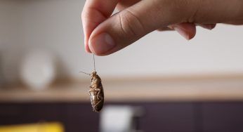 È proprio questo il nascondiglio preferito delle blatte in casa: corri ai ripari