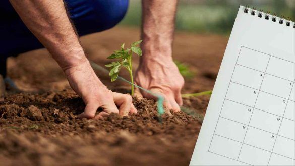 calendario e uomo che pianta