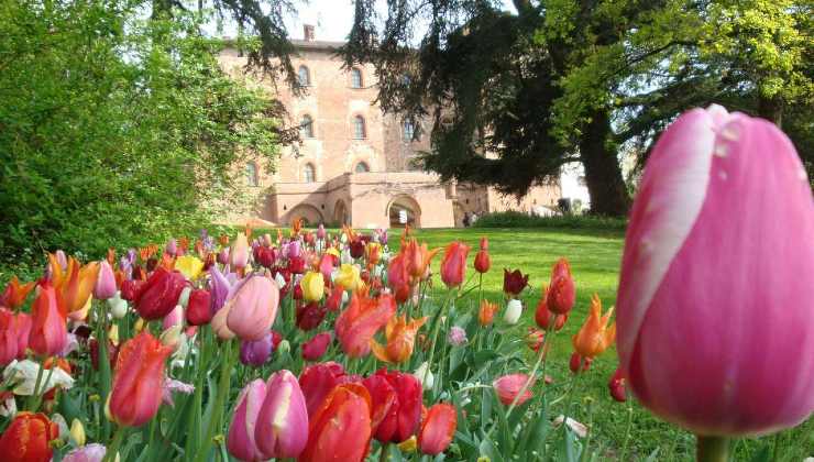 Castello che si affaccia su una distesa di tulipani