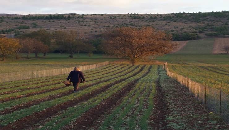 Come coltivare lo zafferano, campo