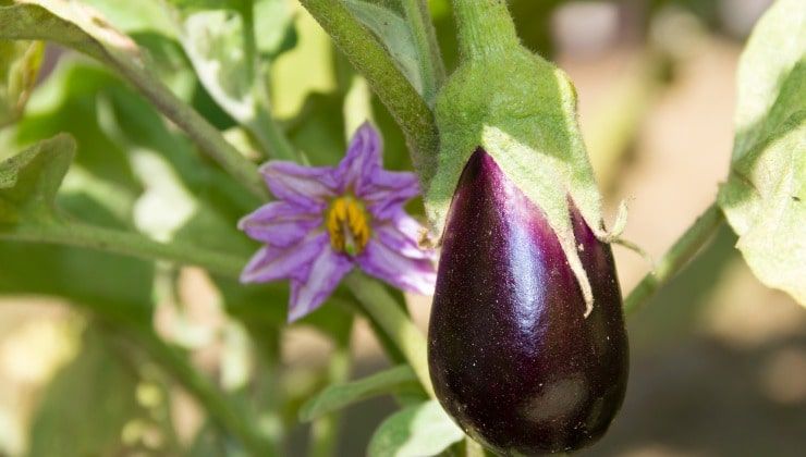 Fiore e frutto di melanzane