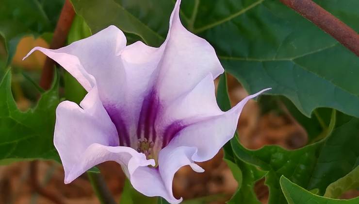 Pianta dal fiore bellissimo