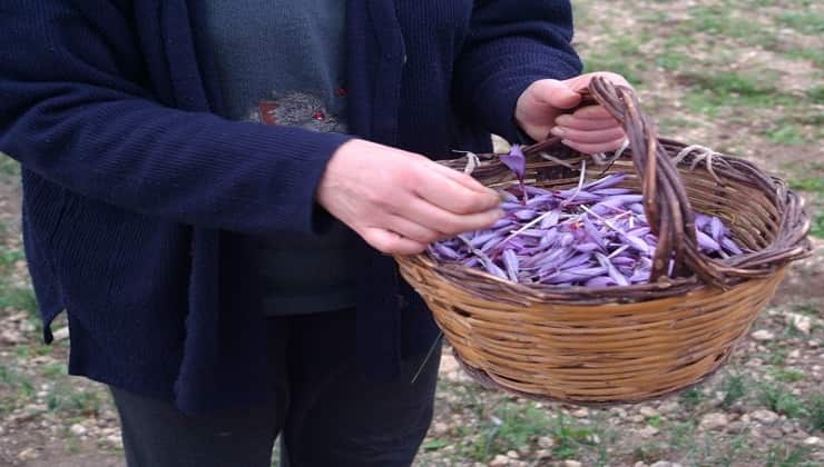 Fiori di Crocus Sativus dell'Aquila