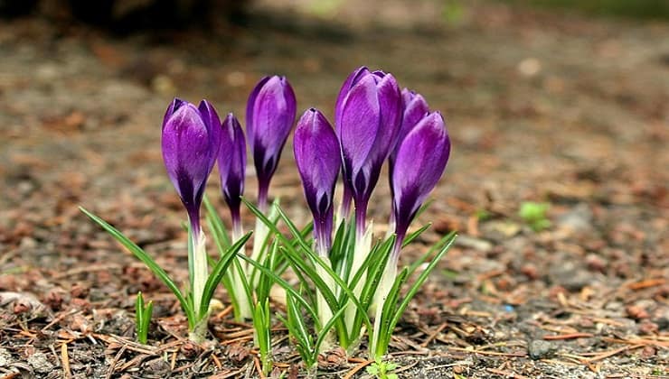 Fiori di Crocus Sativus, zafferano