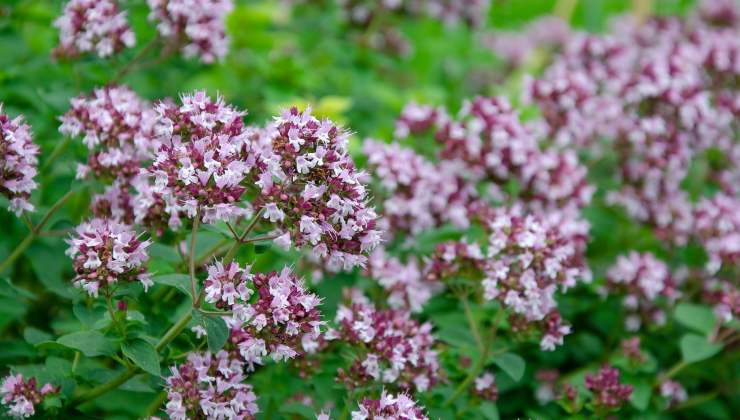 Fiori di origano