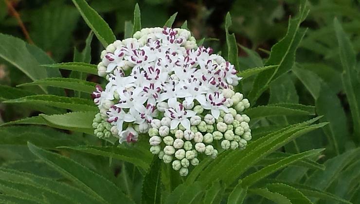 Fiori di ebbio