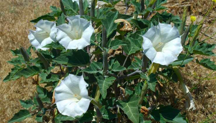 Simili ai fiori di zucca