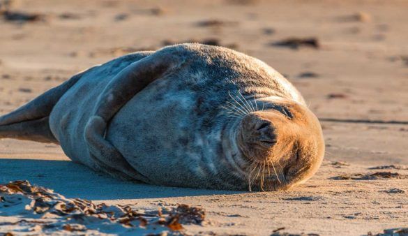 foche sulle di spiagge del Norfolk