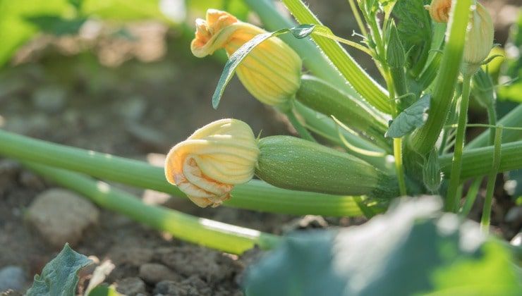 Foglie verdi e germogli di zucchina