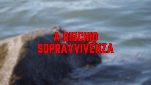 granchi in mare