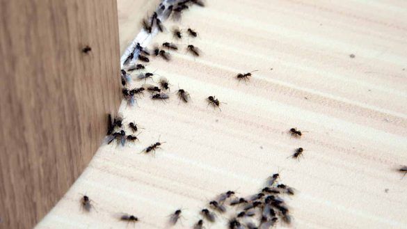 invasione di formiche
