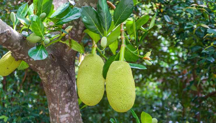 Jackfruit