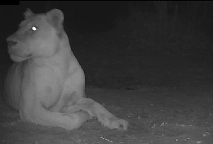 La leonessa, il grande felino ripreso dalle telecamere