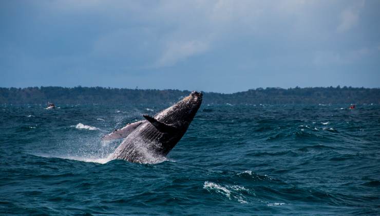 Una megattera salta in mare