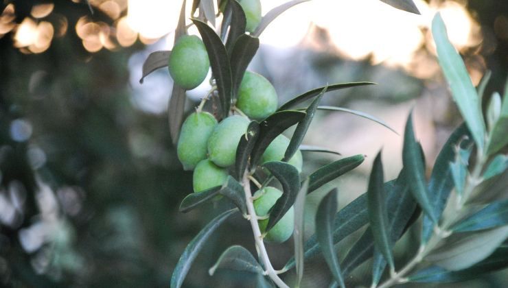 Olive Nocellara Etna