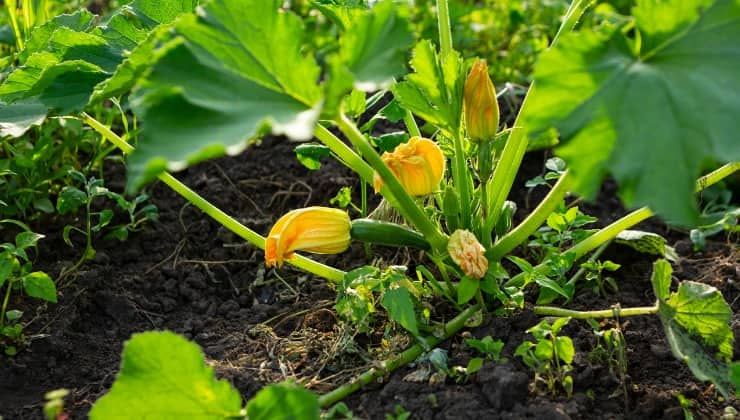 Piccolo orto con piante di zucchine