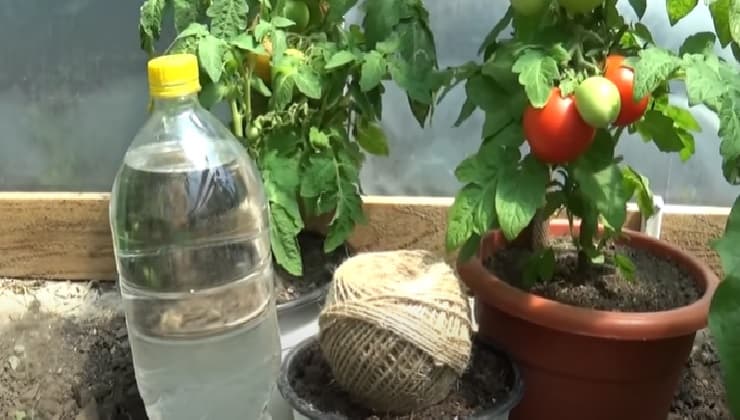 Pomodori, bottiglia e corda, irrigazione a goccia
