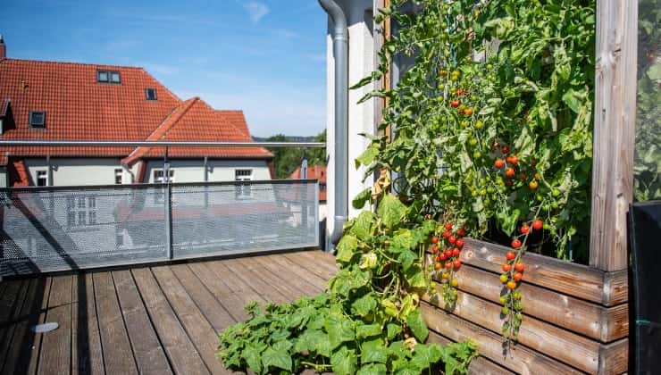 Pomodori e cetrioli sul balcone