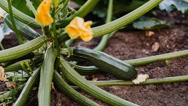 Potare le zucchine