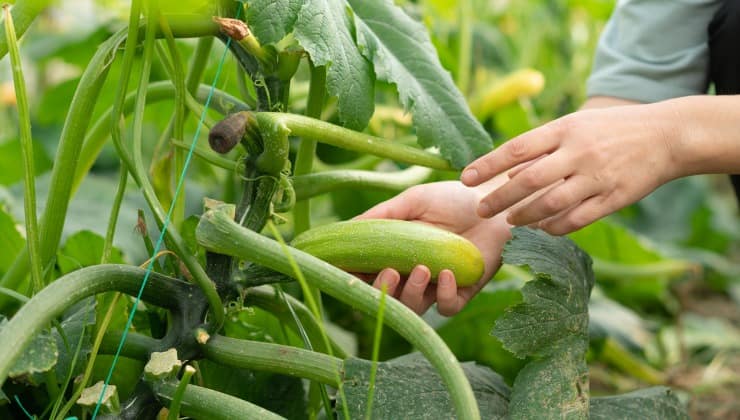 Perché le zucchine a volte ingialliscono