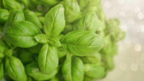Sciroppo di basilico