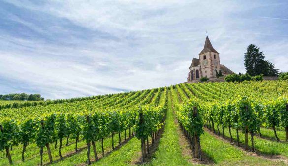 strada del vino Alsazia