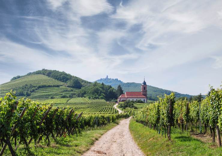 strada del vino