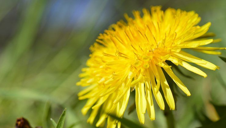 Fiore di tarassaco